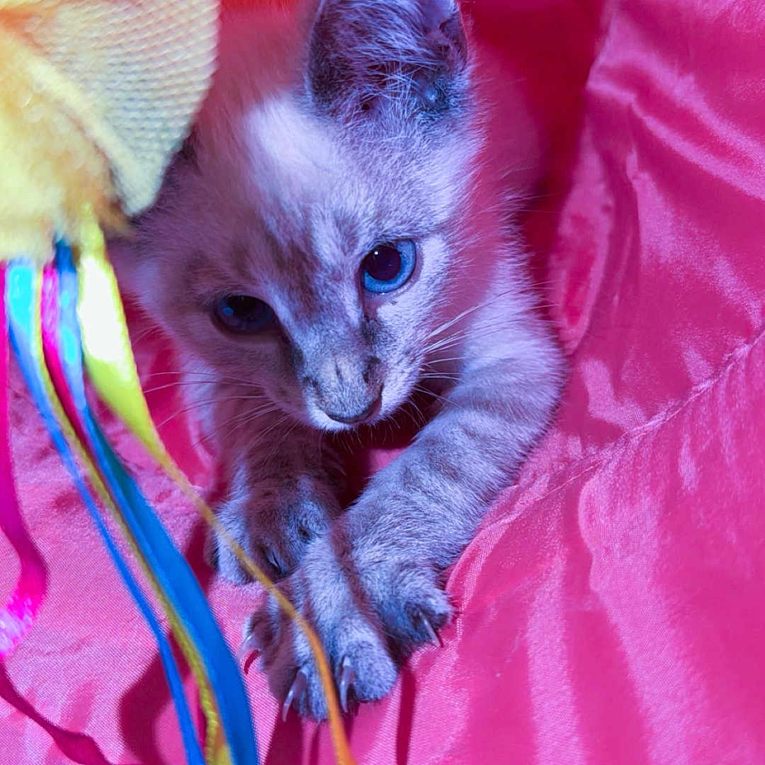 Lilly