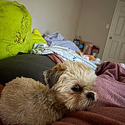 Elle joined the competition — help win amazing prizes! dog, small_dog, fluffy, curly_fur, tan_fur, white_fur, black_nose, brown_eyes, lying_down, pet, blanket, bed, bedroom, pillow, grinch, cozy, indoor, home, portrait, relaxed
