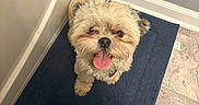 Elle joined the competition — help win amazing prizes! dog, small_dog, fluffy, long_hair, cream_colored, tongue_out, looking_up, cute, pet, portrait, indoor, bathroom, bath_mat, tile_floor, wall, corner, collar, happy, playful, photography