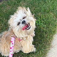 Elle is registered to the contest to win money with this photo: dog, small_dog, shaggy, fluffy, cream_colored, outdoor, grass, lawn, sidewalk, leash, pink_leash, floral_pattern, tongue_out, open_mouth, smiling, sitting, pet, companion_animal, portrait, sunlight