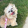 dog, small_dog, shaggy, fluffy, cream_colored, outdoor, grass, lawn, sidewalk, leash, pink_leash, floral_pattern, tongue_out, open_mouth, smiling, sitting, pet, companion_animal, portrait, sunlight
