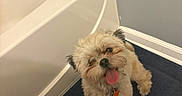 Elle joined the competition — help win amazing prizes! dog, small_dog, fluffy, shih_tzu, pet, animal, tongue_out, sitting, standing, portrait, bathroom, bath_mat, indoors, home, white_fur, brown_fur, collar, pet_tag, tile_floor, happy