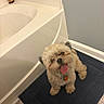 Elle joined the competition — help win amazing prizes! dog, small_dog, fluffy, shih_tzu, pet, animal, tongue_out, sitting, standing, portrait, bathroom, bath_mat, indoors, home, white_fur, brown_fur, collar, pet_tag, tile_floor, happy