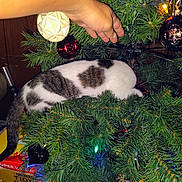 Daisy joined the competition — help win amazing prizes! animal, branches, cat, celebration, christmas_tree, closeup, colorful_lights, curious_cat, decorations, feline, festive, fur_pattern, greenery, hand, holiday, holiday_lights, indoor, ornaments, pet, tree_decor