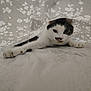 cat, animal, pet, indoor, curious, paw, face, white, black, floral_pattern, sheet, bed, cozy, stretching, cute, mammal, whiskers, feline, soft_focus, relaxed