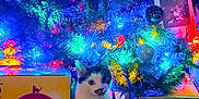 Daisy joined the competition — help win amazing prizes! animal, box, cat, cat_litter, christmas_tree, colorful_lights, cozy, curious, decorations, feline, festive, greenery, holiday, indoor, lighting, mustache_pattern, night, ornaments, pet, tree