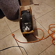 Bandit is registered to the contest to win money with this photo: box_lover, cardboard, cardboard_box, cat, cord, cozy, curious, floor_tiles, gray_cat, green_eyes, indoor, living_room, looking_up, orange_extension_cord, packaging_box, paws, pet, scratching_post, tile_floor, whiskers
