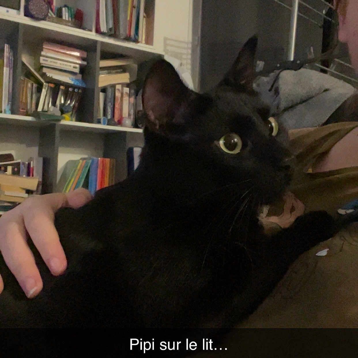 Bastet