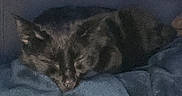 Bastet participe au concours pour gagner de l'argent avec cette photo : cat, sleeping, black_cat, blanket, cozy, indoor, pet, feline, resting, soft, nap, dark, fur, animal, quiet, comfort, home, relaxing, cute, peaceful