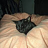 black_cat, sleeping_cat, blanket, bed, indoor, cozy, pet, feline, resting, domestic_animal, soft_texture, nighttime, quiet, relaxation, fur, animal, cute, comfort, peaceful, home