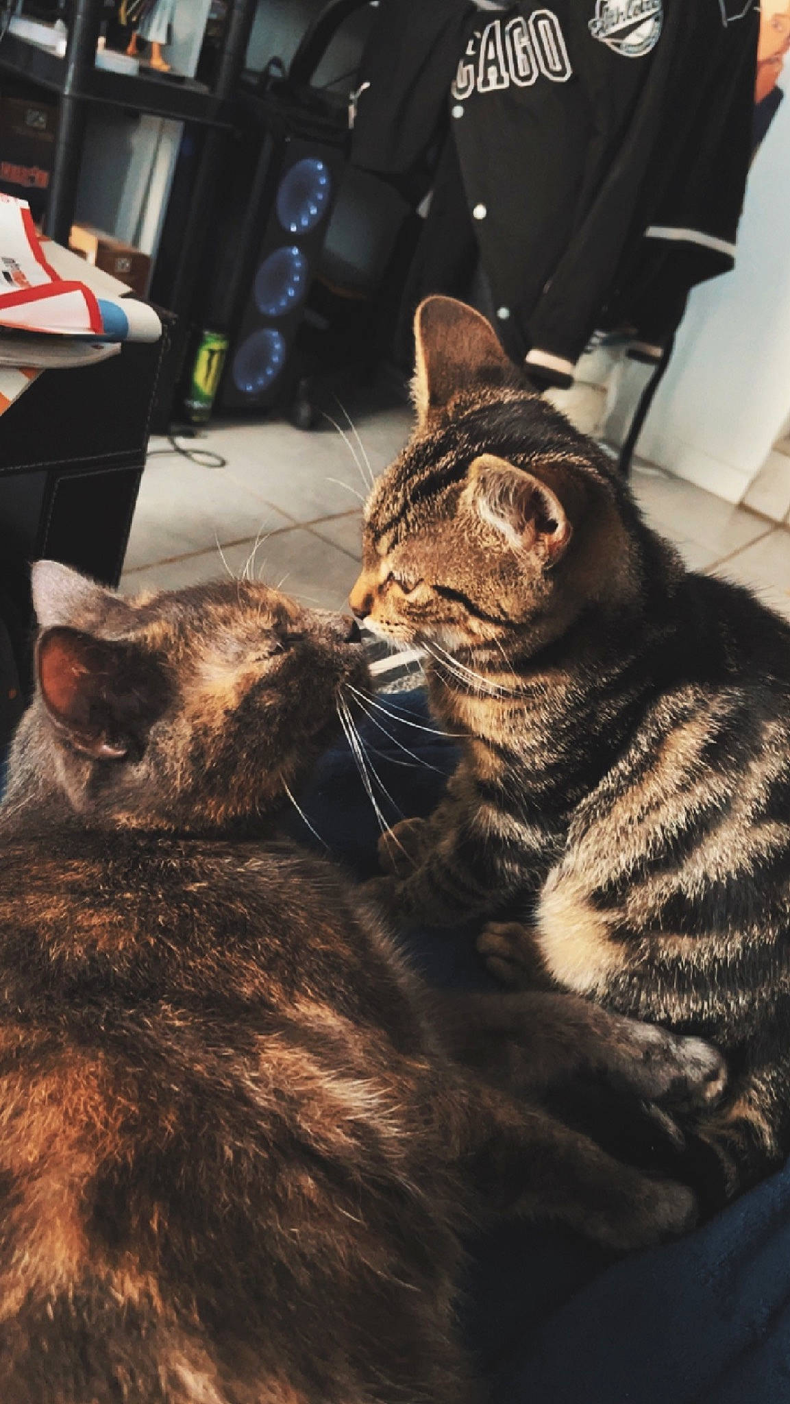 Konatsu a rejoint le concours — aidez-le/la à gagner de superbes lots ! carnivore, cat, chair, claw, comfort, domestic_short_haired_cat, felidae, fur, mammal, paw, sitting, small_to_medium_sized_cats, snout, terrestrial_animal, vertebrate, whiskers