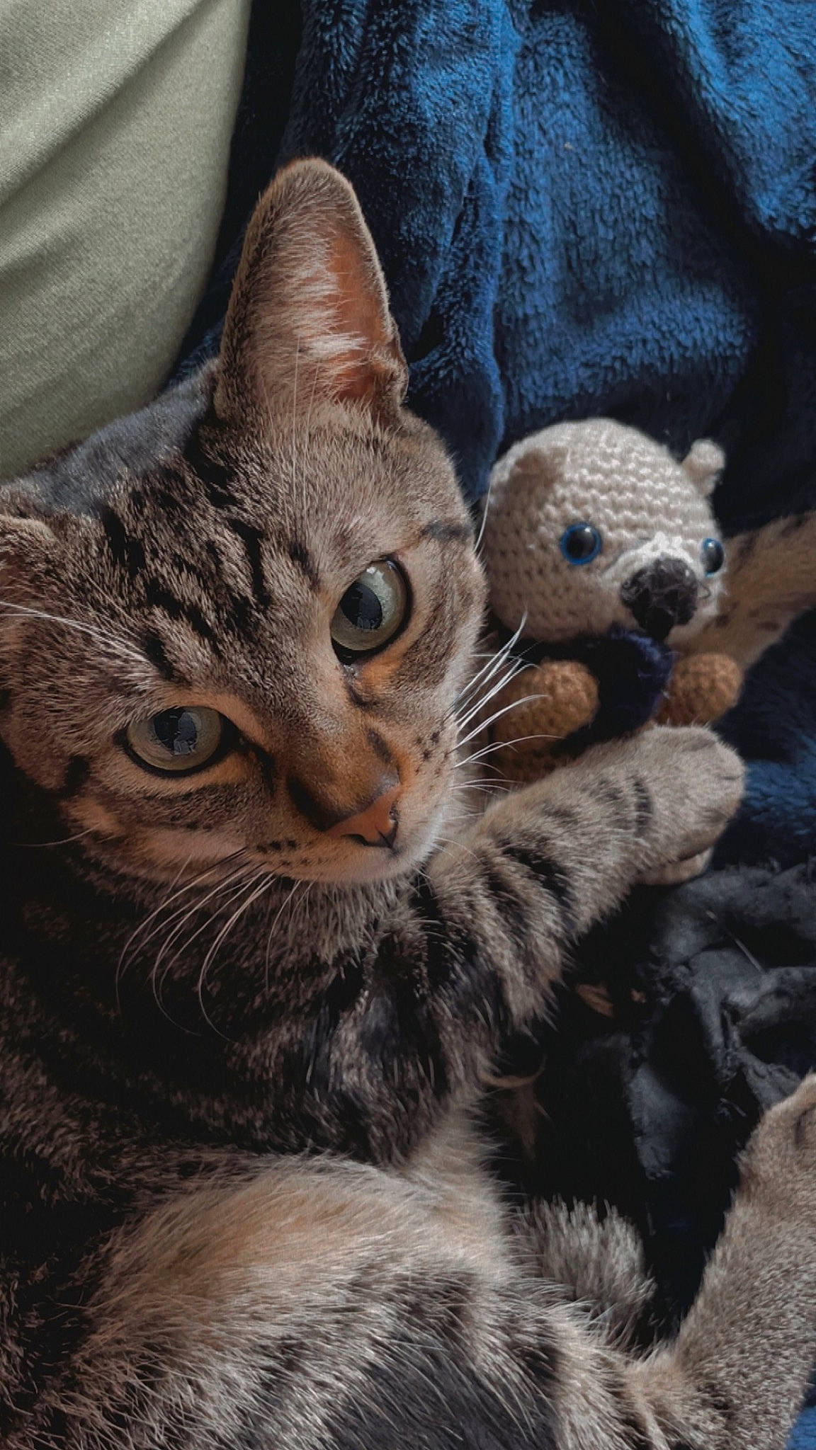 Konatsu participe au concours pour gagner de l'argent avec cette photo : carnivore, cat, claw, comfort, domestic_short_haired_cat, felidae, fur, pattern, paw, small_to_medium_sized_cats, snout, tail, terrestrial_animal, tree, whiskers, wildlife, window, wood, woven_fabric