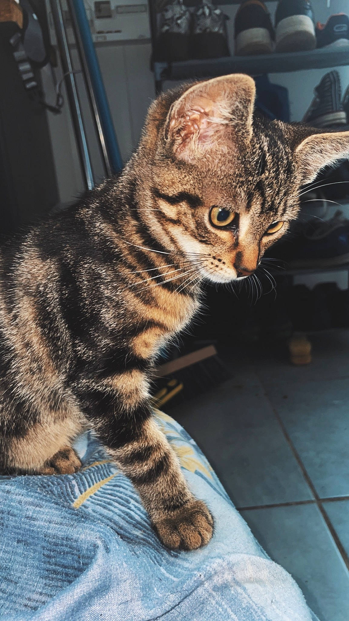 Konatsu participe au concours pour gagner de l'argent avec cette photo : carnivore, cat, claw, domestic_short_haired_cat, felidae, fur, paw, small_to_medium_sized_cats, snout, terrestrial_animal, whiskers, wildlife, window