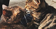 Tartine a rejoint le concours — aidez-le/la à gagner de superbes lots ! abyssinian, animal, architecture, building, cat, clothing, coat, couch, face, furniture, head, indoors, kitten, livingroom, manx, person, pet, photography, portrait, room