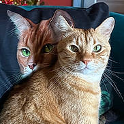 Titi a rejoint le concours — aidez-le/la à gagner de superbes lots ! animal, background_blur, cat, cat_painting, closeup, couch, cozy, decor, fur, furniture, ginger_cat, green_eyes, holiday_lights, indoor, pet, pillow, portrait, relaxing, soft_light, whiskers