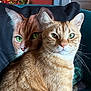 animal, background_blur, cat, cat_painting, closeup, couch, cozy, decor, fur, furniture, ginger_cat, green_eyes, holiday_lights, indoor, pet, pillow, portrait, relaxing, soft_light, whiskers