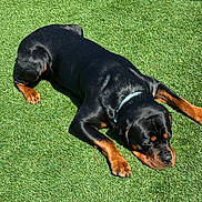 Rippley is registered to the contest to win money with this photo: dog, rottweiler, sleeping, grass, outdoor, pet, animal, sunlight, relaxing, black, brown, collar, canine, nature, summer, paw, mammal, peaceful, resting, daytime