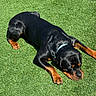 dog, rottweiler, sleeping, grass, outdoor, pet, animal, sunlight, relaxing, black, brown, collar, canine, nature, summer, paw, mammal, peaceful, resting, daytime