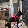 Rippley is registered to the contest to win money with this photo: dog, rottweiler, pink_harness, indoor, kitchen, rug, window, blinds, floor, door, cabinet, countertop, appliance, curious, pet, animal, domestic, standing, side_view, interior