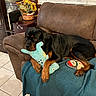 Rippley is registered to the contest to win money with this photo: rottweiler, dog, stuffed_toy, couch, blanket, indoor, pet, brown_furniture, tile_floor, relaxed, home_decor, sunflowers, cabinet, toy, cozy, animal, paw, resting, living_room, comfort