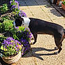 dog, black_and_white, flower_bed, purple_flowers, garden, sunlight, shadow, potted_plant, outdoor, concrete_patio, greenery, curious, pet, nature, plants, daylight, sniffing, animal, canine, summer