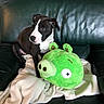 Paddle participe au concours pour gagner de l'argent avec cette photo : puppy, dog, black_and_white, plush_toy, green_toy, couch, leather_couch, blanket, indoor, furniture, wooden_cabinet, pet, cute, small_dog, toy, home, relaxing, sitting, animal, cozy