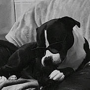 Paddle participe au concours pour gagner de l'argent avec cette photo : dog, black_and_white, sunglasses, couch, blanket, pet, indoor, relaxed, animal, canine, fur, resting, leisure, comfort, home, portrait, cute, stylish, lazy, domestic