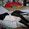 dog, bed, blanket, pillow, stuffed_animal, floral_wallpaper, shelf, room, indoor, sleeping, black_and_white, comfort, relaxation, furniture, decor, cozy, resting, large_dog, home, animal