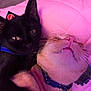 Riot joined the competition — help win amazing prizes! cat, black_cat, orange_cat, pets, collar, snuggling, cute, feline, whiskers, closeup, indoor, blanket, pink, fur, animals, companions, resting, domestic_cat, playful, adorable