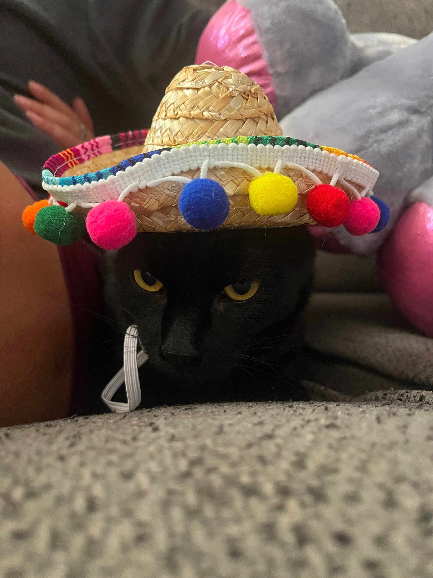 Riot joined the competition — help win amazing prizes! black_cat, sombrero, hat, pom_poms, pet, indoor, cozy, yellow_eyes, feline, animal, texture, close_up, face, whiskers, person_arm, plush_toy, couch, relaxed, costume, cute