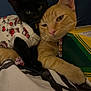 cat, black_cat, orange_cat, pets, snuggling, cute_clothing, indoor, cozy, resting, feline, animal, bed, blanket, box, striped, close_up, whiskers, ears, relaxed, domestic