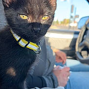 Riot is registered to the contest to win money with this photo: black_cat, kitten, yellow_eyes, collar, pet, indoor, car_interior, person, steering_wheel, casual_clothing, sunlight, shadow, close_up, animal, feline, domestic_cat, window, daylight, seat, human_hand