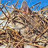 cat, tabby_cat, green_eyes, dry_grass, snow, outdoor, nature, animal, wildlife, closeup, profile, feline, curious, winter, blue_sky, whiskers, fur, ears, sunlight, shadow