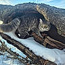 Cotton is registered to the contest to win money with this photo: animal, branches, cat, cautious, curious, daylight, forest, fur, gray_tabby, hollow, mammal, nature, outdoor, sky, snow, tree_trunk, wildlife, winter, wood, yellow_eyes