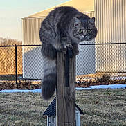 Cotton is registered to the contest to win money with this photo: animal, balancing, building, cat, chain_link_fence, daylight, fence, fur, grass, gray_cat, green_eyes, mammal, nature, outdoor, pet, post, tabby, tail, wooden_post, yard