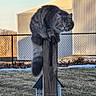 animal, balancing, building, cat, chain_link_fence, daylight, fence, fur, grass, gray_cat, green_eyes, mammal, nature, outdoor, pet, post, tabby, tail, wooden_post, yard
