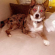 Zeus joined the competition — help win amazing prizes! animal, blanket, collar, couch, cushion, dog, domestic, ears, flash, fur, furniture, home, indoor, laying_down, mammal, paw, pet, red_eyes, relaxed, spotted