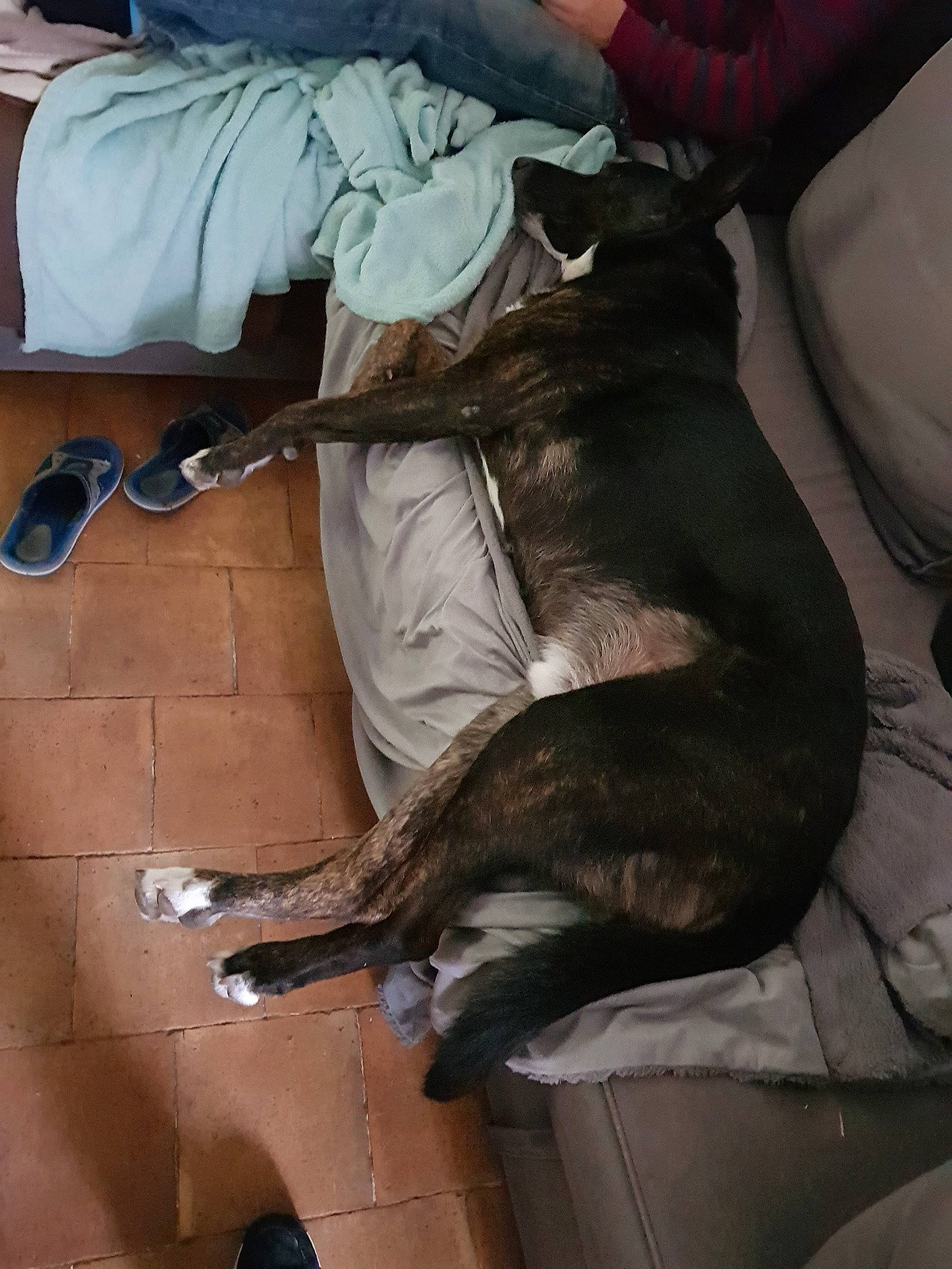 Burundis participe au concours pour gagner de l'argent avec cette photo : canidae, carnivore, leg, sporting_group