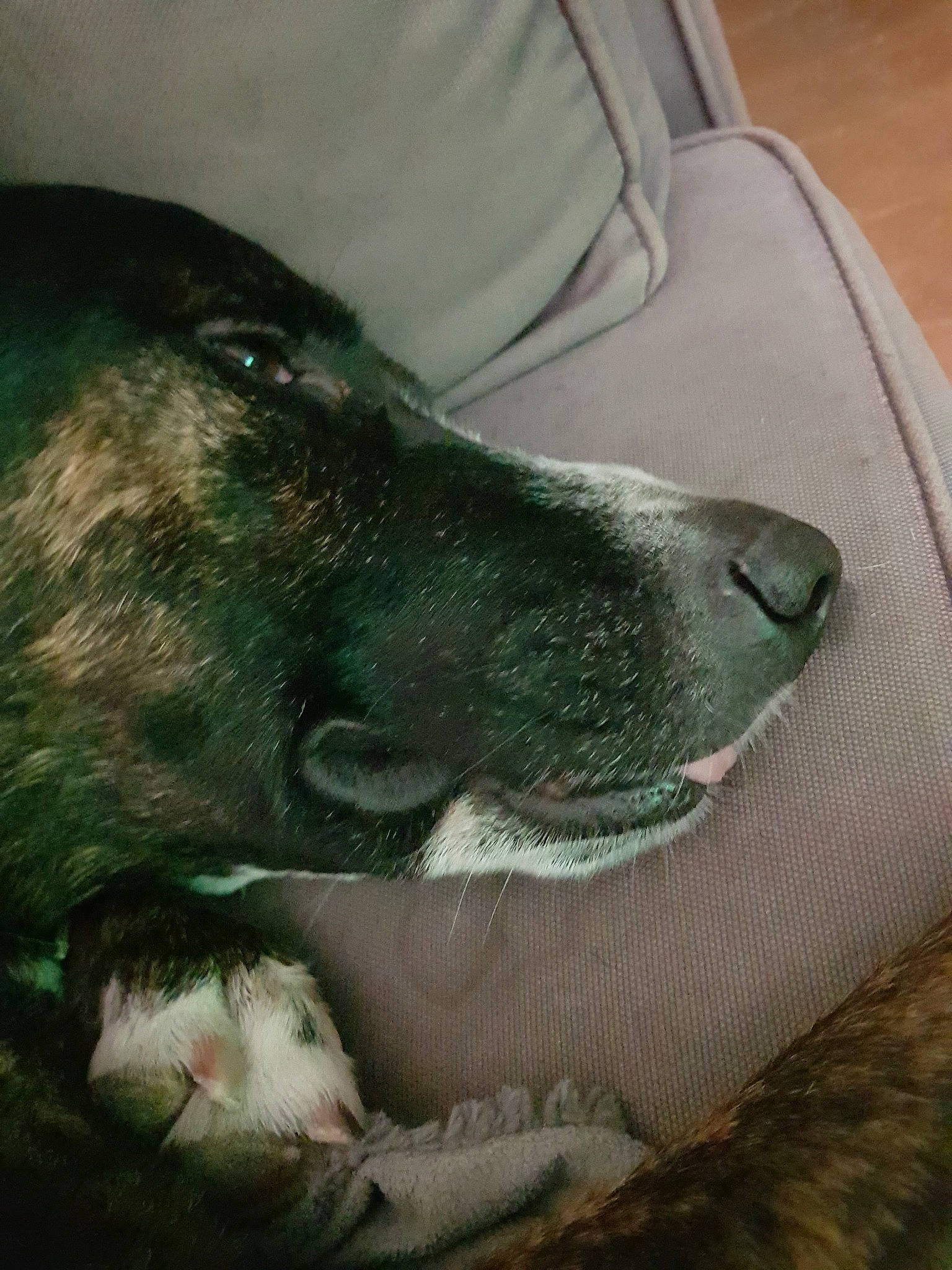 Burundis participe au concours pour gagner de l'argent avec cette photo : canidae, carnivore, dog, dog_breed, nose, snout, whiskers