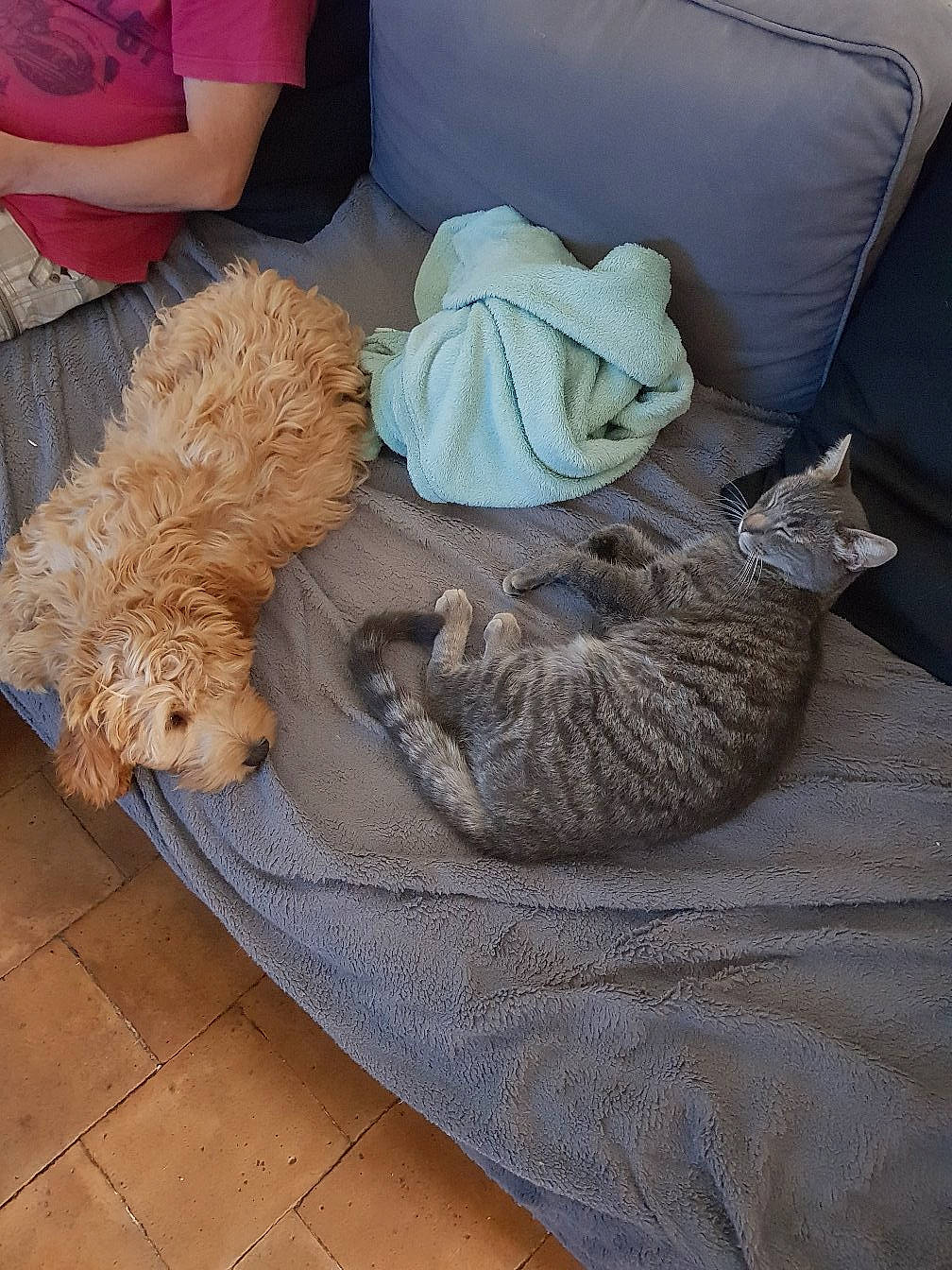 Misty Gris a rejoint le concours — aidez-le/la à gagner de superbes lots ! canidae, carnivore, cat, dog, fawn, felidae, goldendoodle, poodle, room, small_to_medium_sized_cats