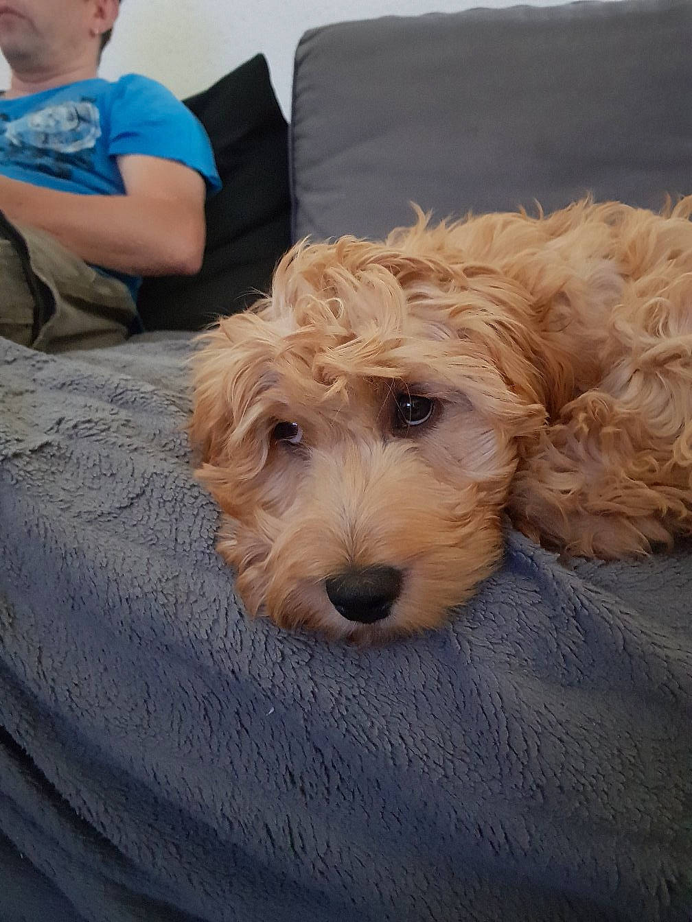 Pheonix participe au concours pour gagner de l'argent avec cette photo : canidae, carnivore, cavachon, cavapoo, cockapoo, companion_dog, dog, dog_breed, dutch_smoushond, goldendoodle, mammal, poodle_crossbreed, puppy, rare_breed_dog, schnoodle, snout, sporting_group, sporting_lucas_terrier, terrier, vertebrate