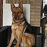 dog, german_shepherd, chair, indoor, pet, animal, leather, furniture, brown, black, brick_wall, calm, sitting, collar, canine, house, portrait, domestic, mammal, person_in_background