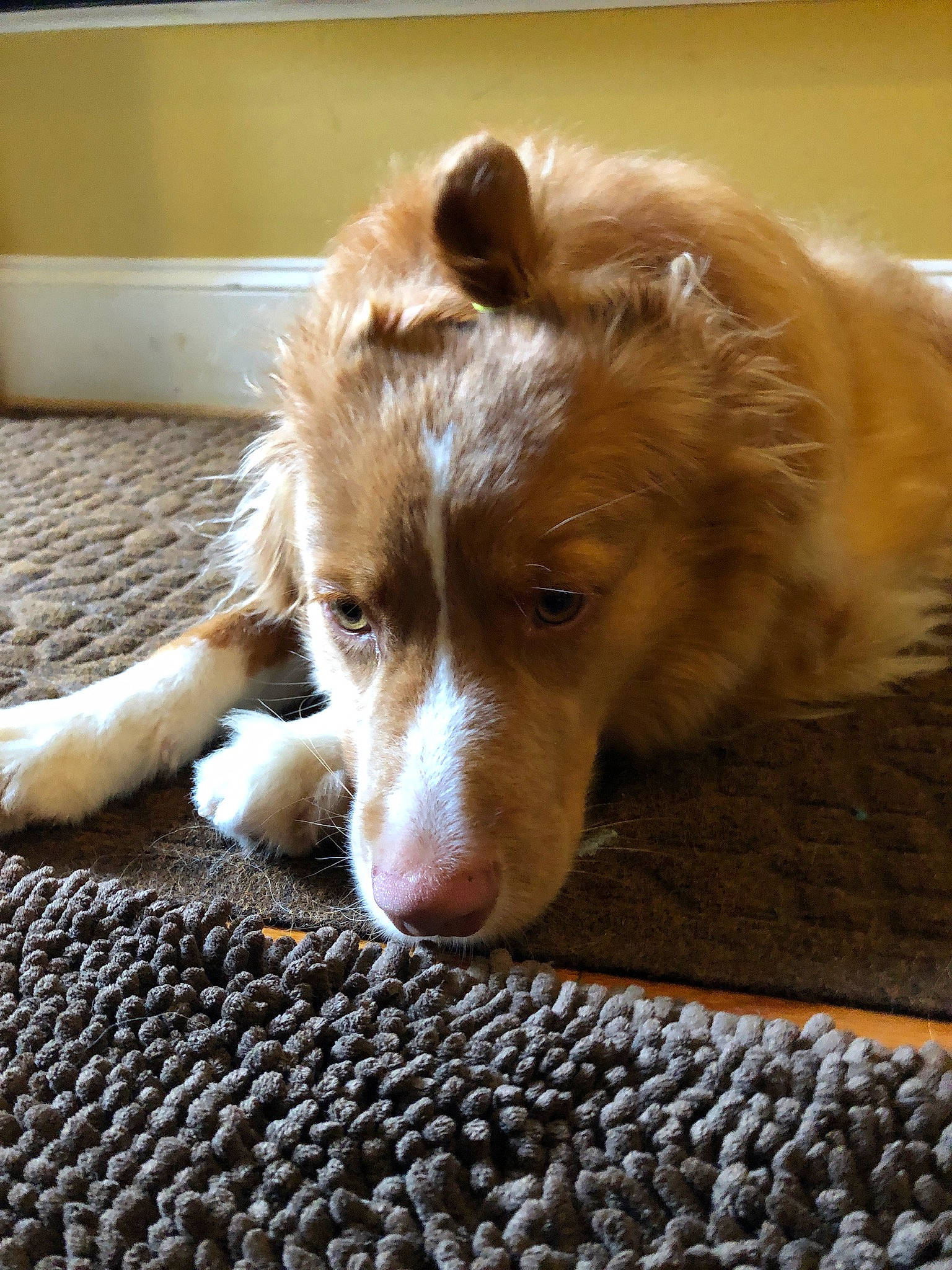 Blue joined the competition — help win amazing prizes! canidae, carnivore, companion_dog, dog, dog_breed, fur, mammal, nova_scotia_duck_tolling_retriever, snout, sporting_group, vertebrate