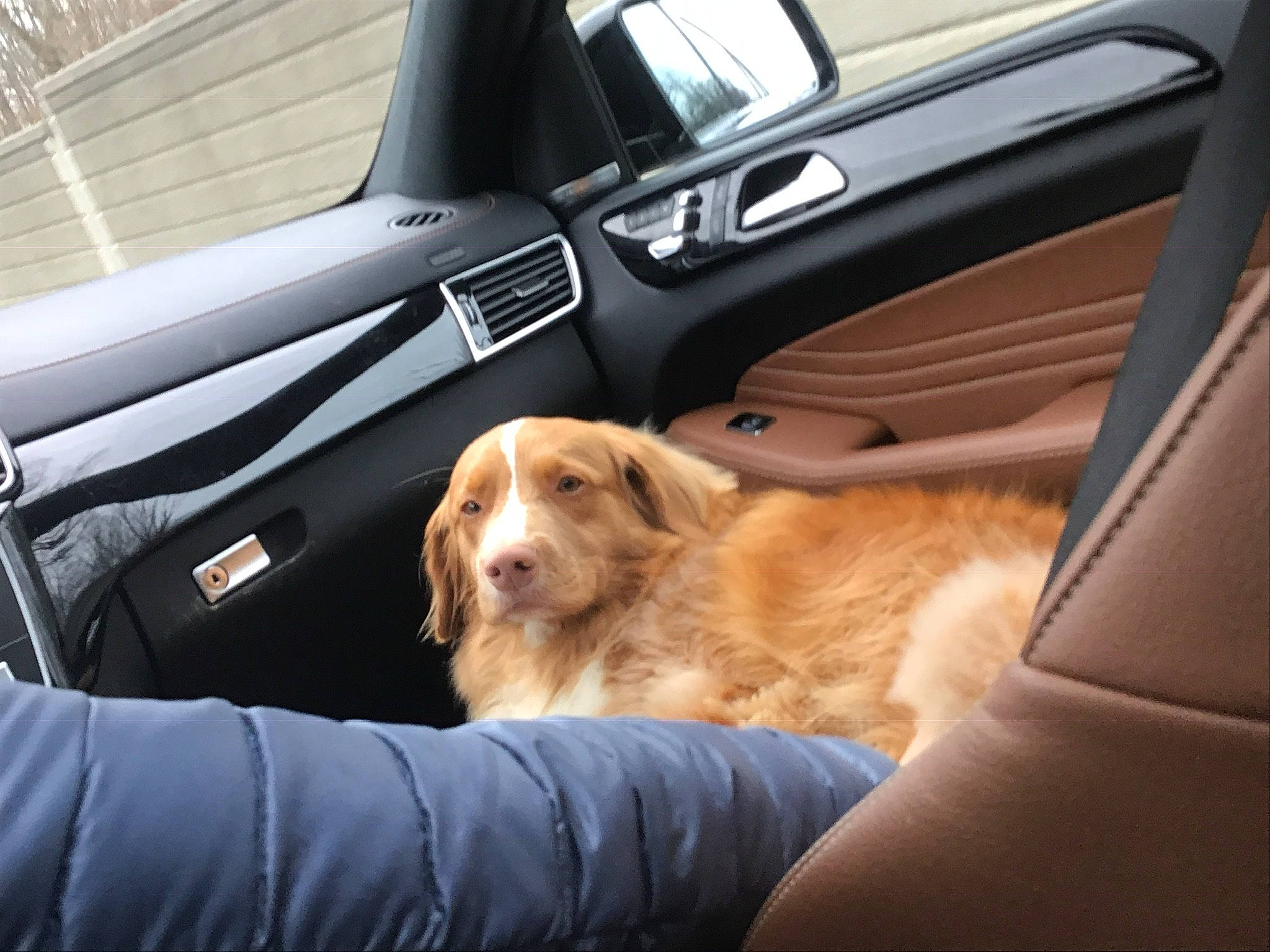 Blue is registered to the contest to win money with this photo: auto_part, automotive_exterior, canidae, car, car_seat, carnivore, companion_dog, dog, dog_breed, door, driving, golden_retriever, mammal, nova_scotia_duck_tolling_retriever, retriever, seat_belt, sporting_group, transport, vehicle, vehicle_door