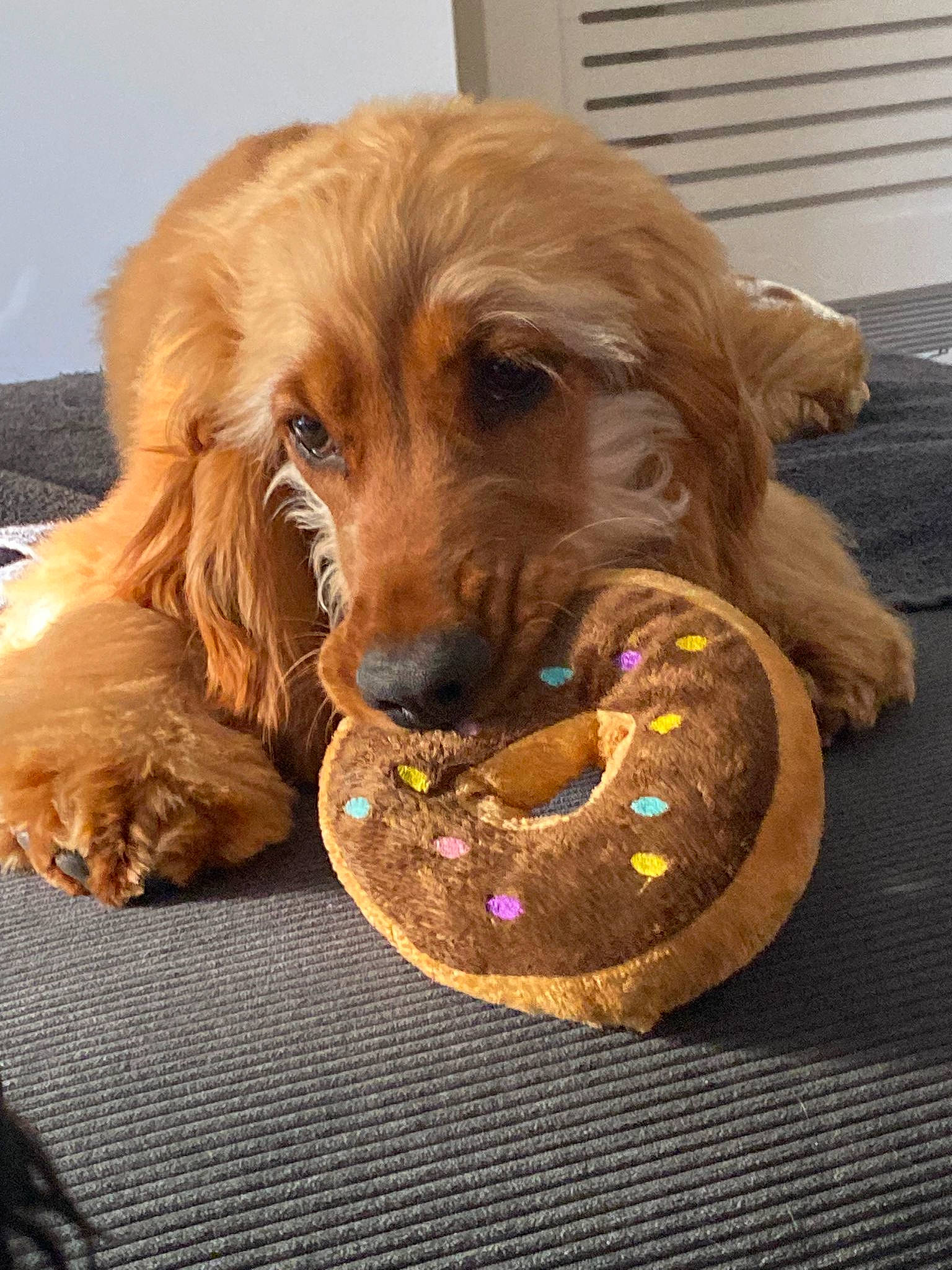 Taiyo joined the competition — help win amazing prizes! ball, canidae, carnivore, companion_dog, dog, dog_breed, dog_supply, dog_toy, fashion_accessory, fawn, fur, gun_dog, liver, pet_supply, retriever, snout, spaniel, sporting_group, wood, working_animal