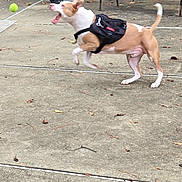 Creed joined the competition — help win amazing prizes! action, animal, bench, concrete, daylight, dog, fence, greenery, grill, harness, leaves, mouth_open, nature, outdoor, park, pet, playing, side_view, tail_up, tennis_ball