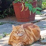 Ramona is registered to the contest to win money with this photo: cat, orange_tabby, outdoor, garden, plant_pot, sunlight, stone_pathway, greenery, relaxed, pet, animal, nature, feline, peaceful, resting, daylight, leafy, summer, cute, domestic_cat