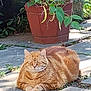 cat, orange_tabby, outdoor, garden, plant_pot, sunlight, stone_pathway, greenery, relaxed, pet, animal, nature, feline, peaceful, resting, daylight, leafy, summer, cute, domestic_cat