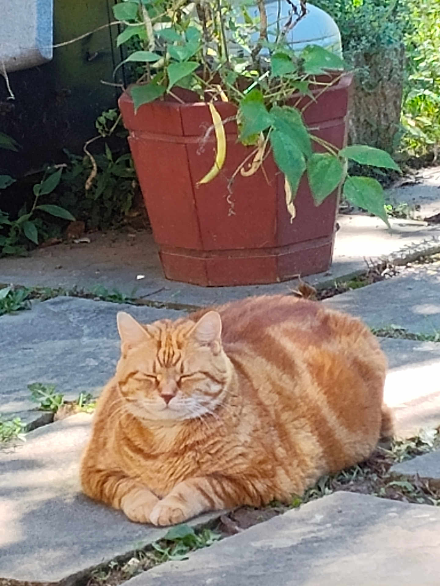 Ramona