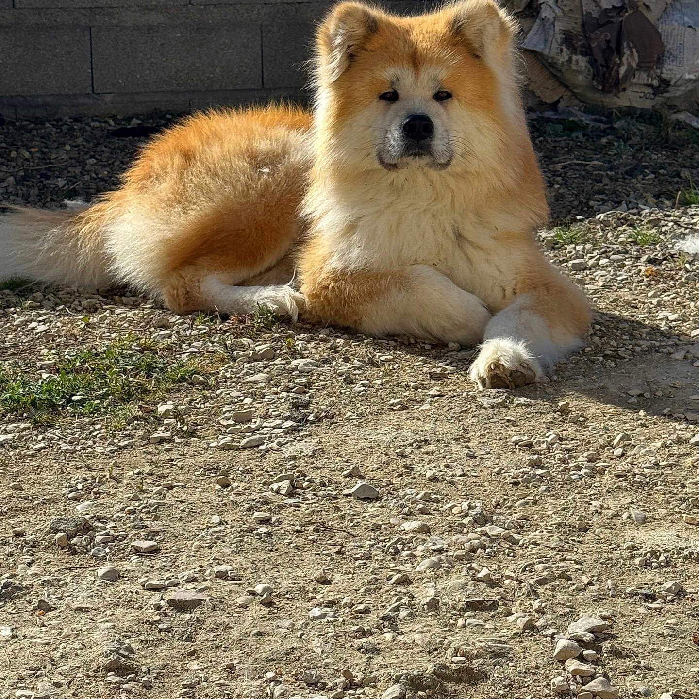 Rayto a rejoint le concours — aidez-le/la à gagner de superbes lots ! animal, brick_wall, calm, canine, cardboard, daylight, dog, fluffy, fur, lying_down, mammal, nature, outdoor, pet, portrait, quiet, relaxed, resting, rocky_ground, sunlight